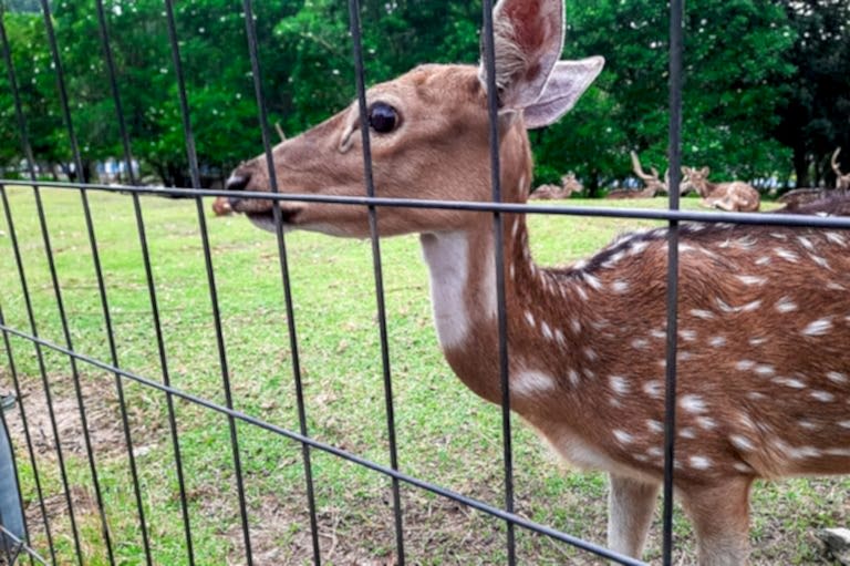 Deer fence installer